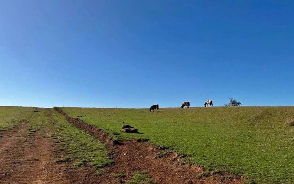 CAMPO OSORNO 94 HECTÁREAS TRUMAO