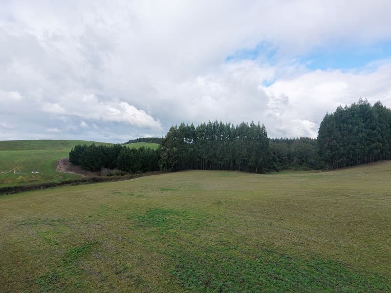 Oportunidad de Inversión Agrícola y Forestal: Predio de 22 Ha con Retorno Inmediato – La Unión, Región de Los Ríos